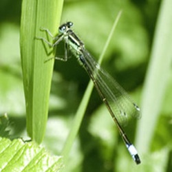 Female Azure Damselfly