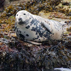 Common Seal