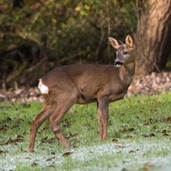Roe Deer