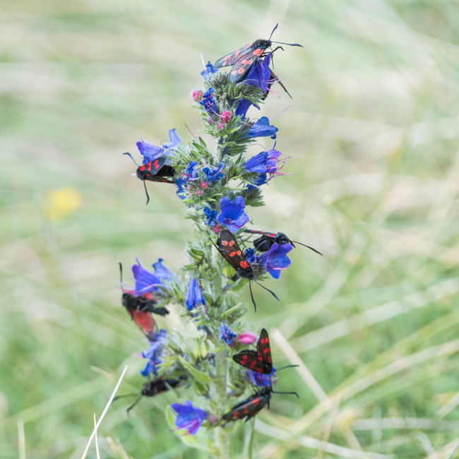 Moth - 6 Spot Burnet