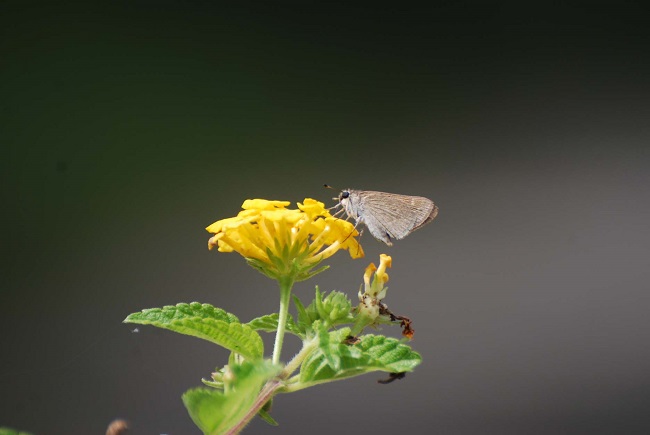 Butterfly - Mediterranean Skipper