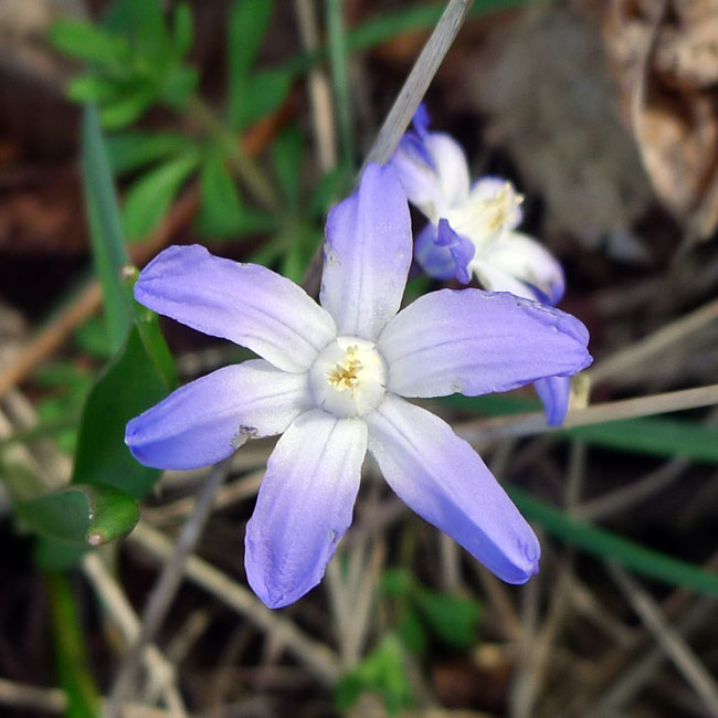 Forbes' Glory Of The Snow