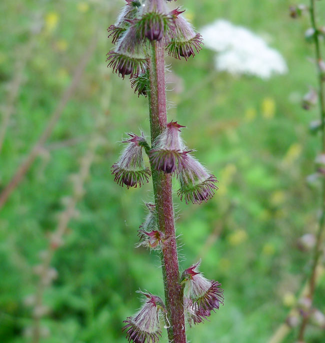 Agrimony
