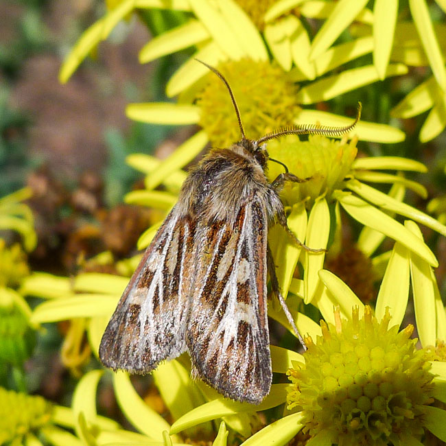 Antler Moth