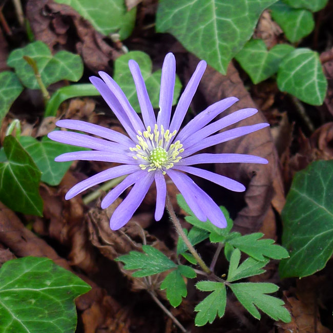 Balkan Anenome