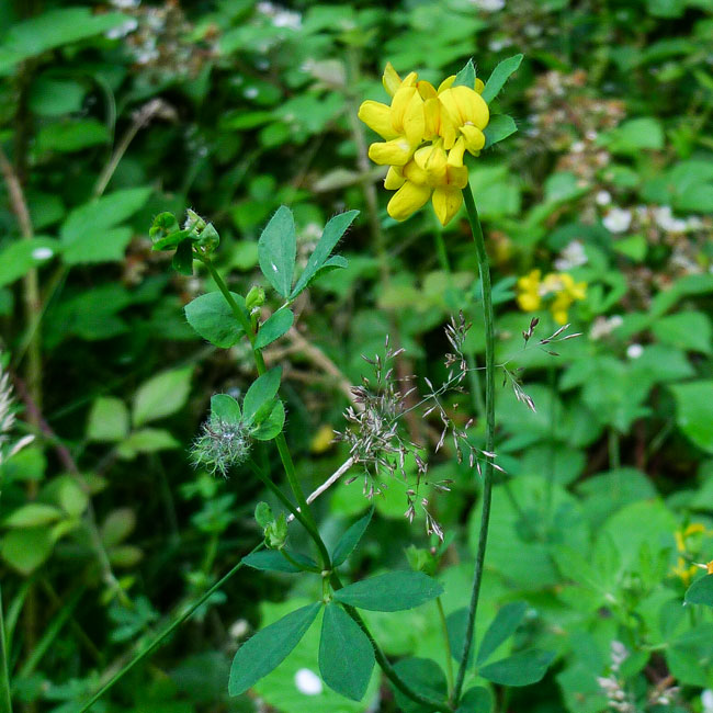 Common Bird's Foot Trefoil