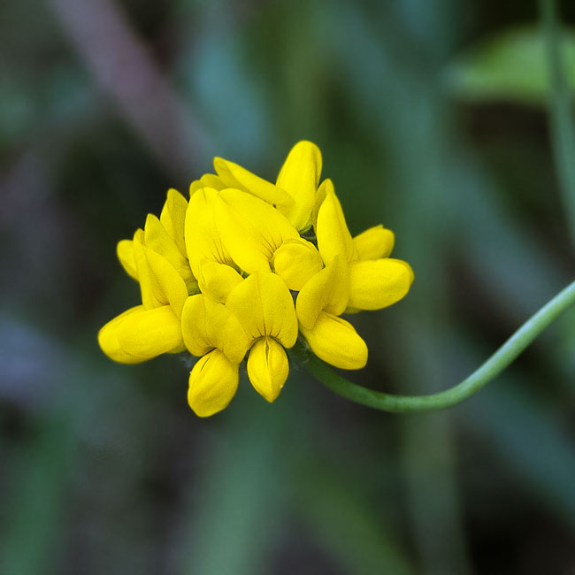 Bird's Foot Trefoil