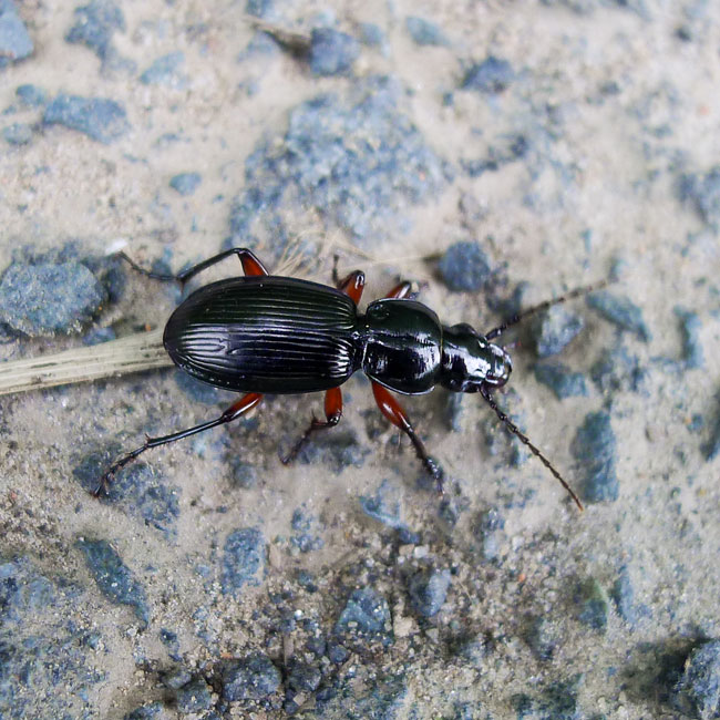 Black Clock Beetle.