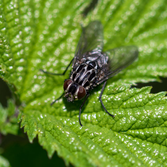 Fly - Brachicoma Devia