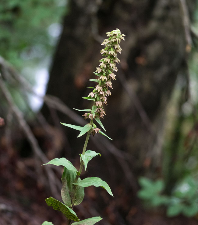 Broad_leaved Helleborine