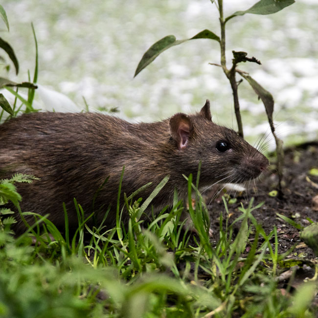 Brown Rat