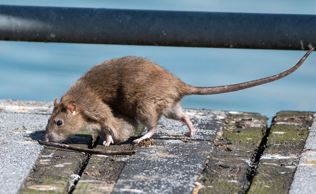 Brown Rat