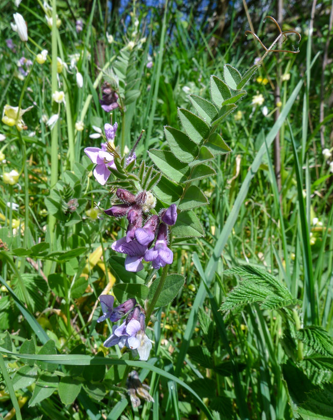 Bush Vetch
