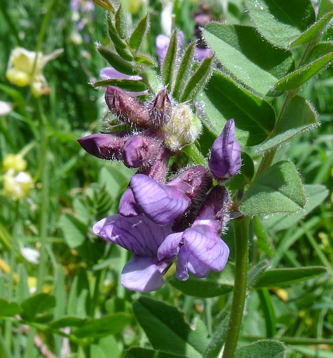 Bush Vetch
