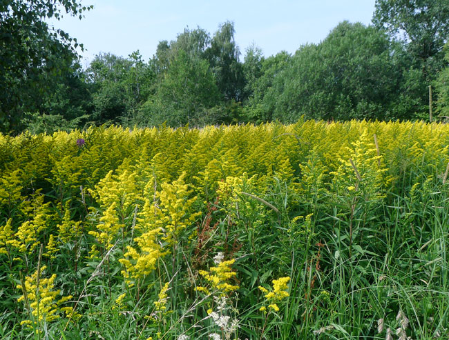 Canadian Goldenrod