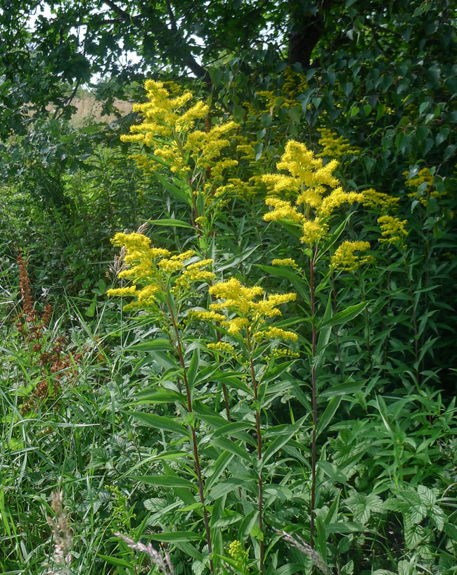 Canadian Goldenrod