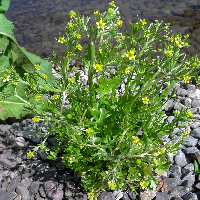 Celery -leaved Buttercup