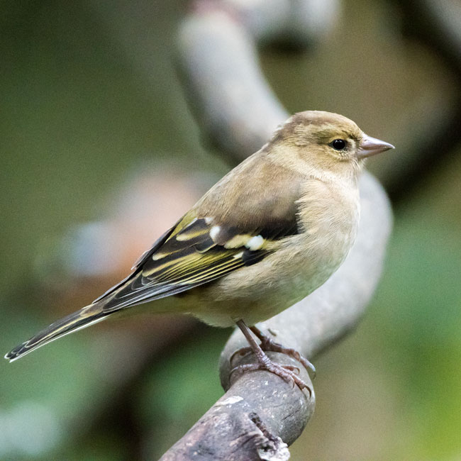 Chaffinch