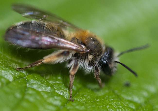 Mining Bee - Chocolate