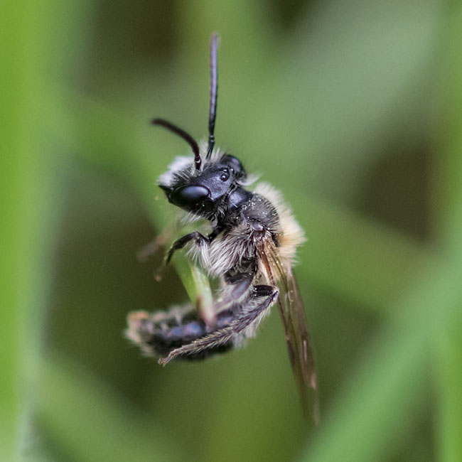 Mining Bee - Chocolate