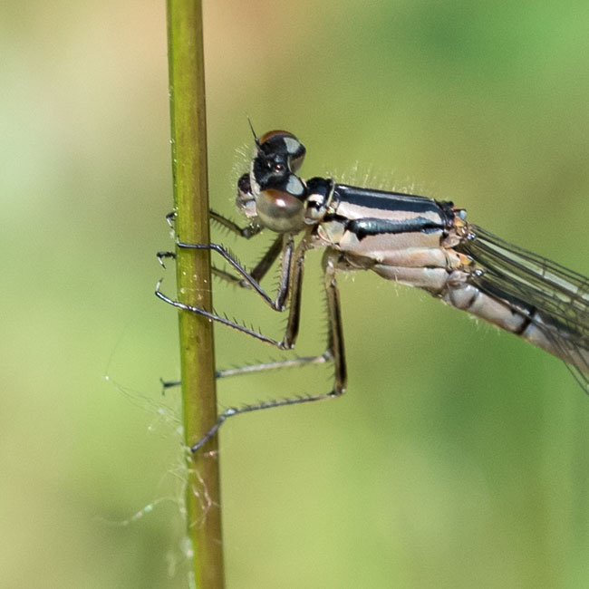 Common Blue Damselfly