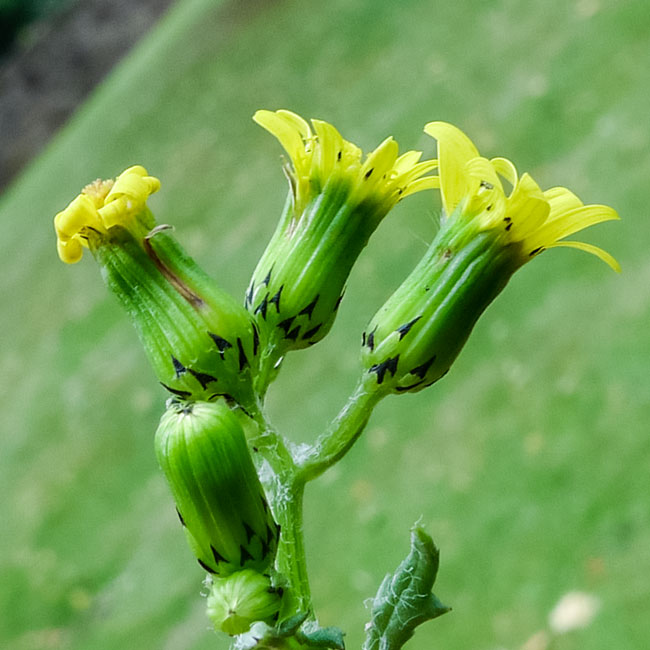 Common Groundsel