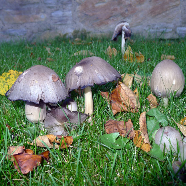 Common Inkcap