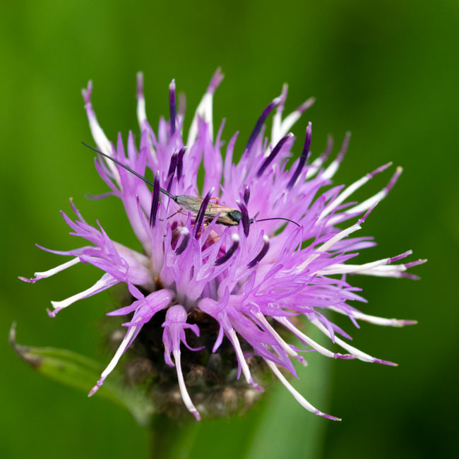 Common Knapweed