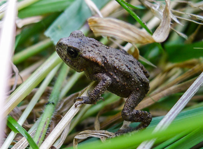 Common Toad