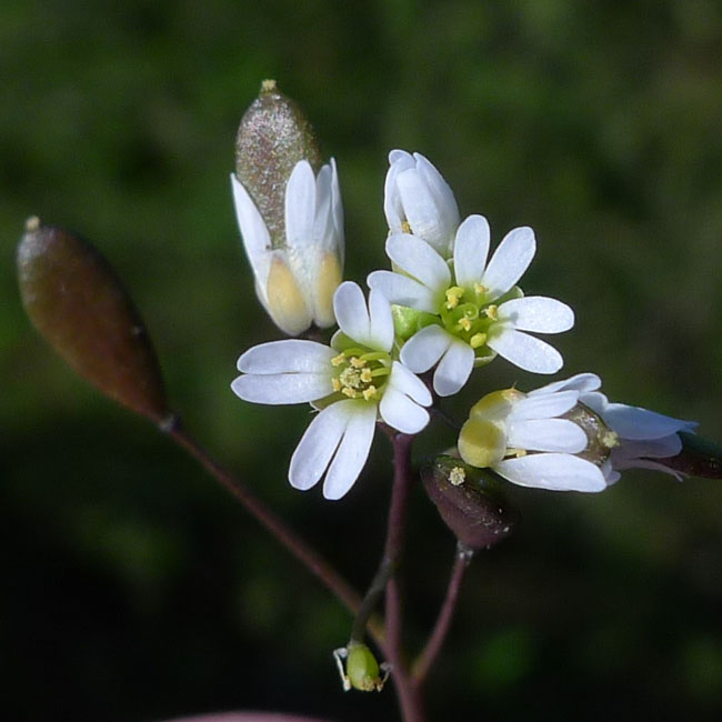 Common Whitlowgrass