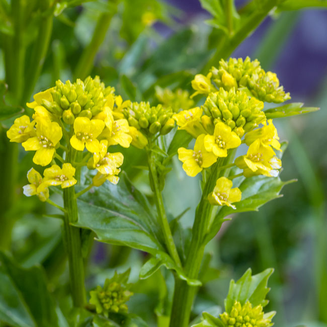 Common Wintercress