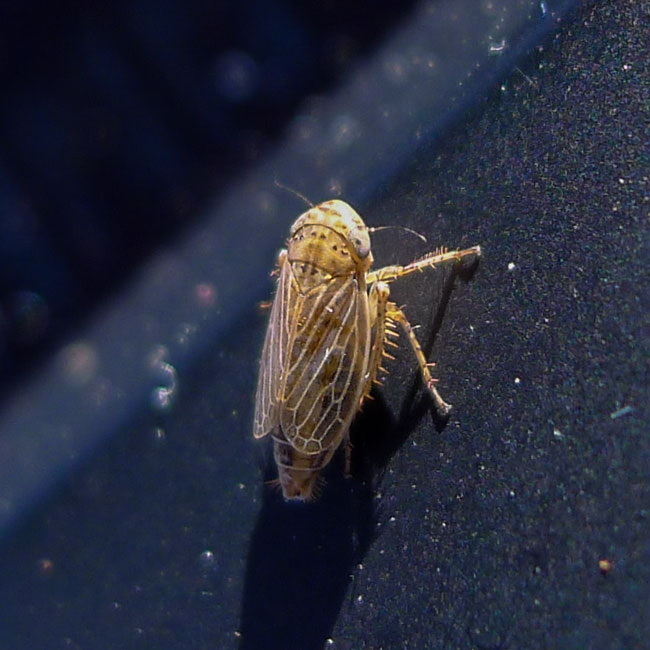 Bug - Conosanus Obsoletus