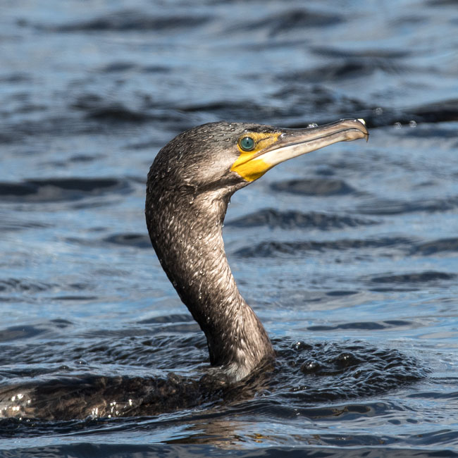 Cormorant