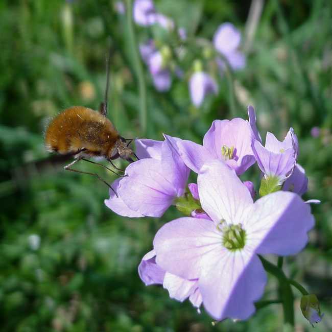 Beefly