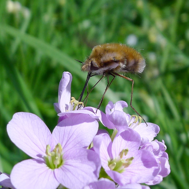 Beefly