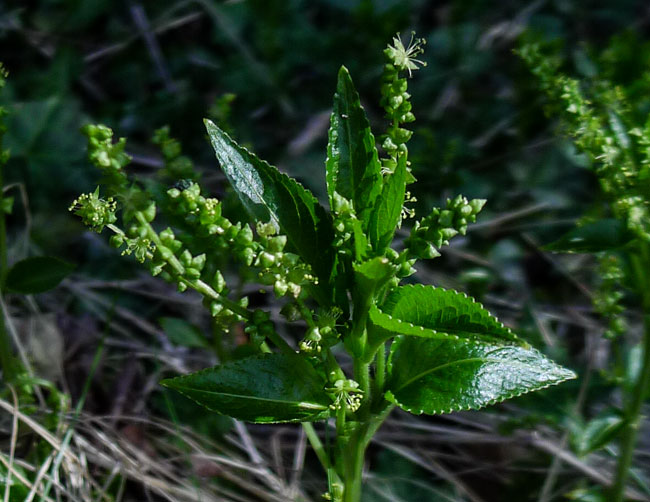 Dogs Mercury