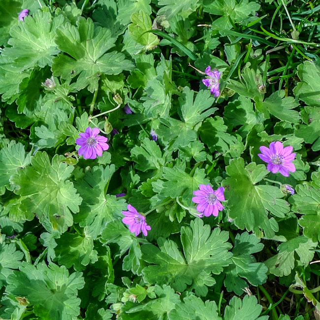Doves - Foot Cranesbill