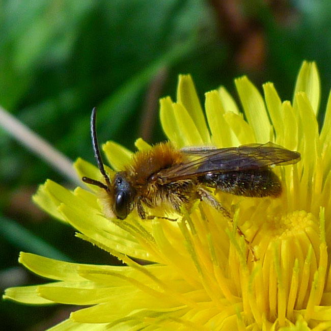 Mining Bee - Early