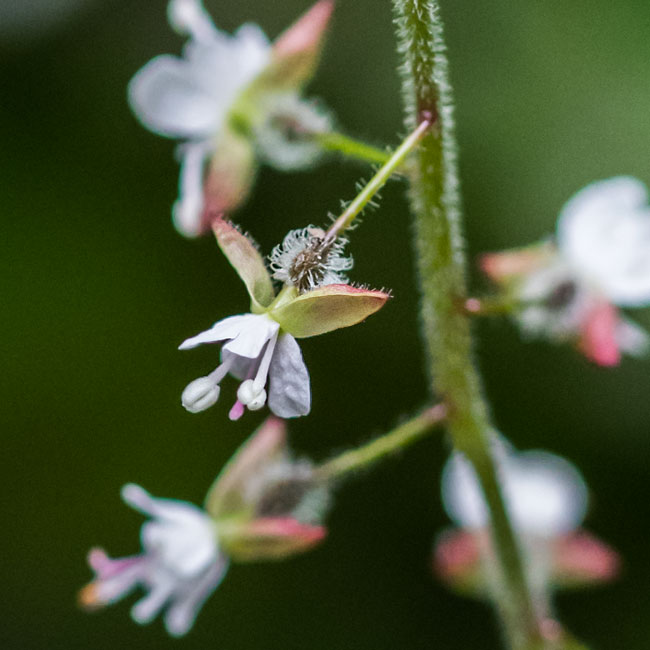 Enchanters Nightshade