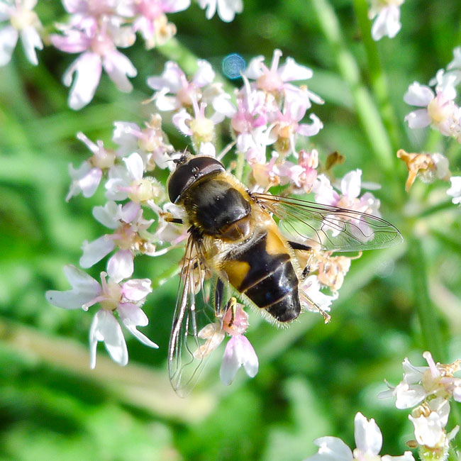 Hoverfly - Eristalis Interruptus