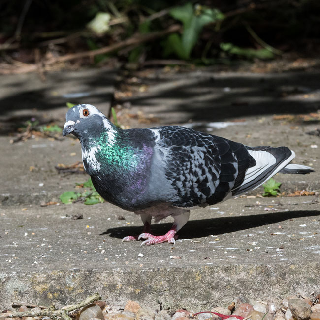 Feral Pigeon