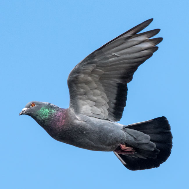 Feral Pigeon