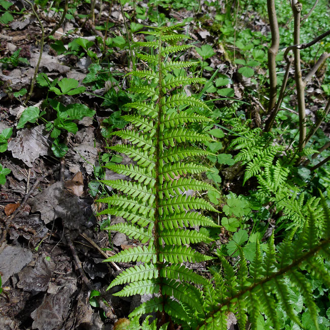 Fern