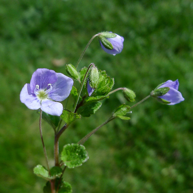 Common Field Speedwell