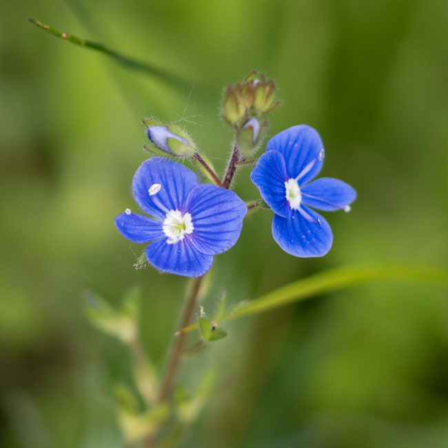 Germander Speedwell