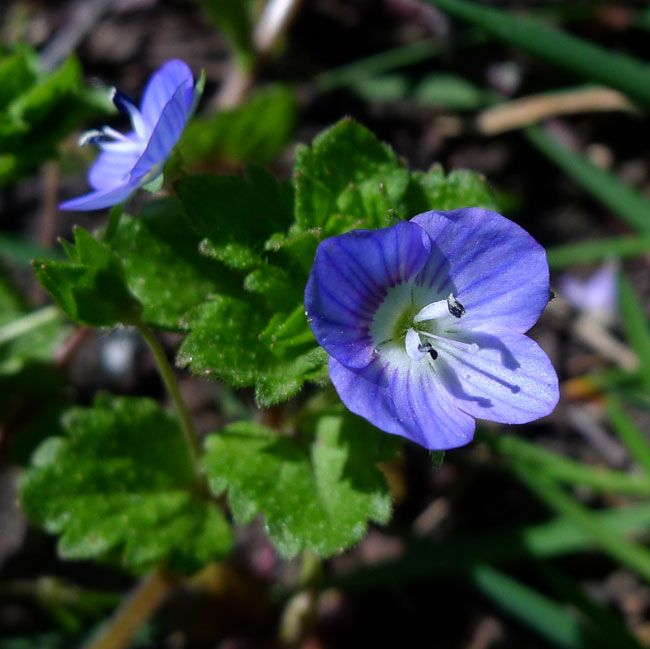 Germander Speedwell