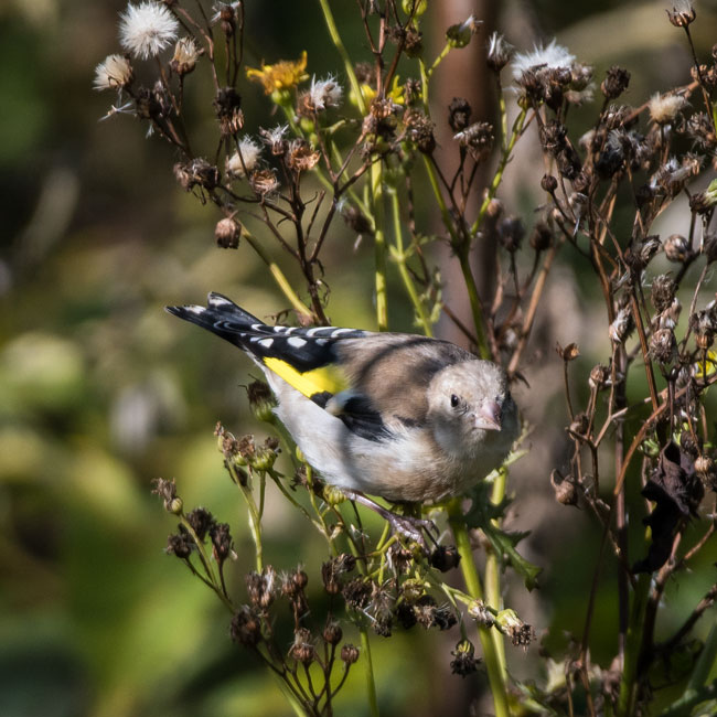 Goldfinch