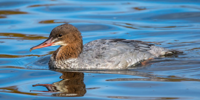 Juvenile Female Goosander