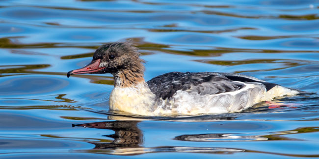 Eclipse Male Goosander