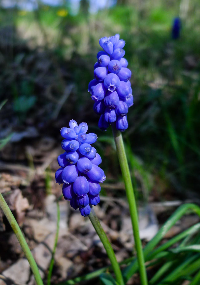 Grape Hyacinth